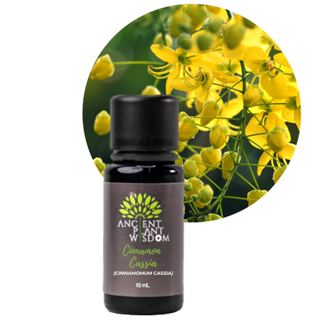 APW® Cinnamon Bark (Cassia) Essential Oil - Organic - Cinnamomum cassia