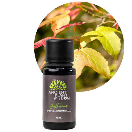 APW® Galbanum Essential Oil - Ferula Galbaniflua - Organic - 15 ml