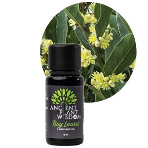 APW® Bay Laurel Essential Oil - Organic - Laurus Nobilis
