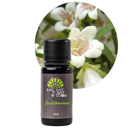APW® Buddha Wood Essential Oil - Organic - Eremophila Mitchellii