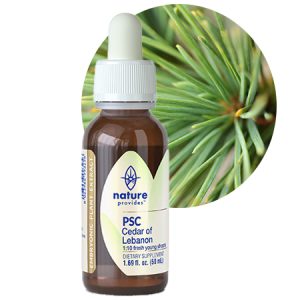 PSC CEDAR OF LEBANON (Cedrus libani)