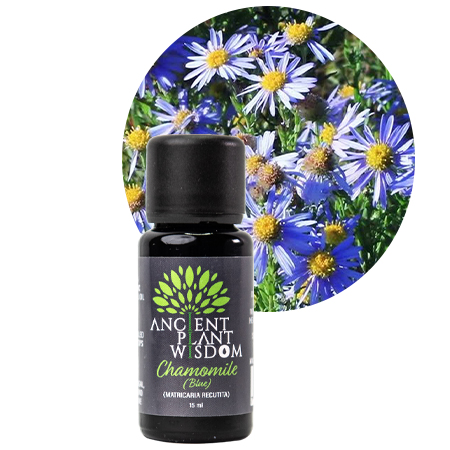 APW® Chamomile (Blue) Essential Oil - Organic - Matricaria Recutita