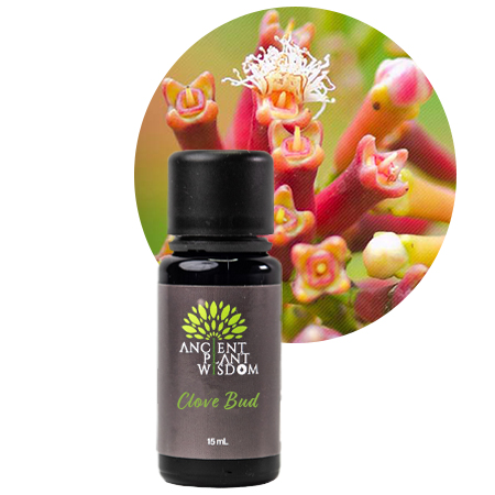 APW® Clove Bud Essential Oil - Organic - Eugenia Caryophyllus