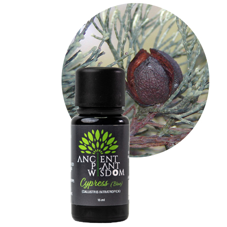 APW® Cypress (Blue) Essential Oil - Pure - Callistris Intratropica