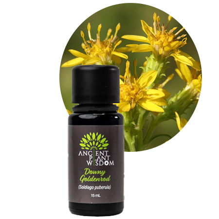 APW® Downy Goldenrod Essential Oil - Organic - Solidago Juncea