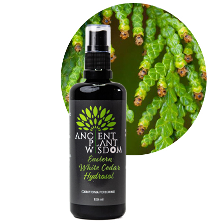 APW® Eastern White Cedar Hydrosol - Organic - Thuja Occidentalis