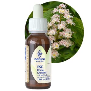 PSC HORSE CHESTNUT (Aesculus hippocastanum)