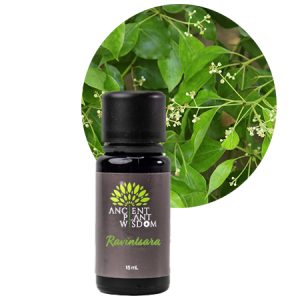 APW® Ravintsara Essential Oil - Organic - Cinnamomum Camphora