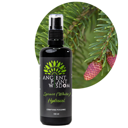 APW® Spruce (White) Hydrosol - Organic - Picea Glauca