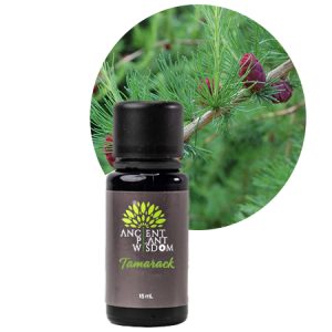 APW® Tamarack Essential Oil - Organic - Larix Laricina