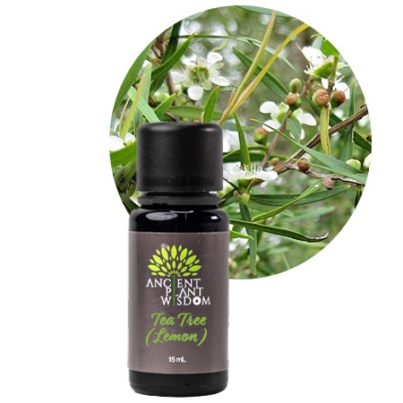 APW® Tea Tree (Lemon) Essential Oil - Organic - Leptospermum Petersonii