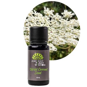 APW® Wild Carrot Seed Essential Oil - Organic - Daucus Carota Wild