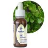 PSC® BOXWOOD (Buxus sempervirens)