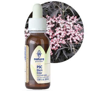 PSC BLACK ELDER (Sambucus nigra) aka Elderberry
